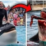 The Horrific Last Moments of Orca Trainer Marina Lysaro